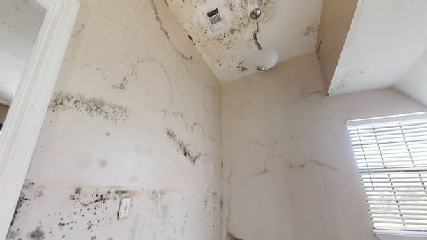 Best Indoor Air Quality Assessment  in Tri Lakes, IN