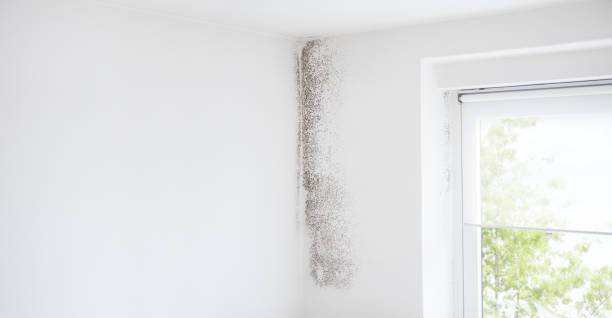 Best Mold Documentation for Insurance Claims  in Tri Lakes, IN