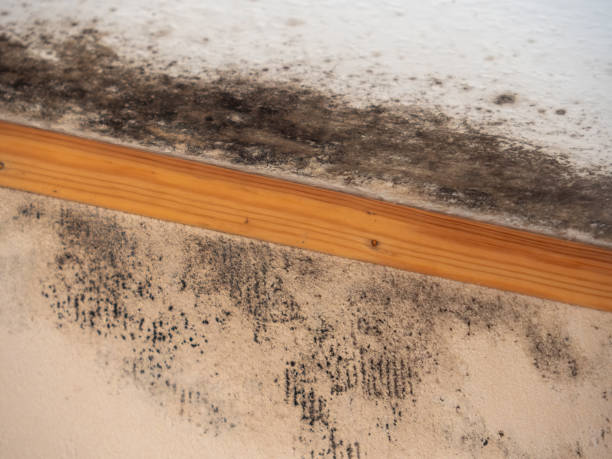 Best Mold Removal for HVAC Installations  in Tri Lakes, IN