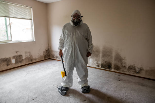 Best Basement Mold Removal  in Tri Lakes, IN